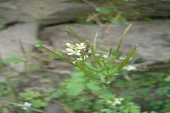 Cardamine hirsuta